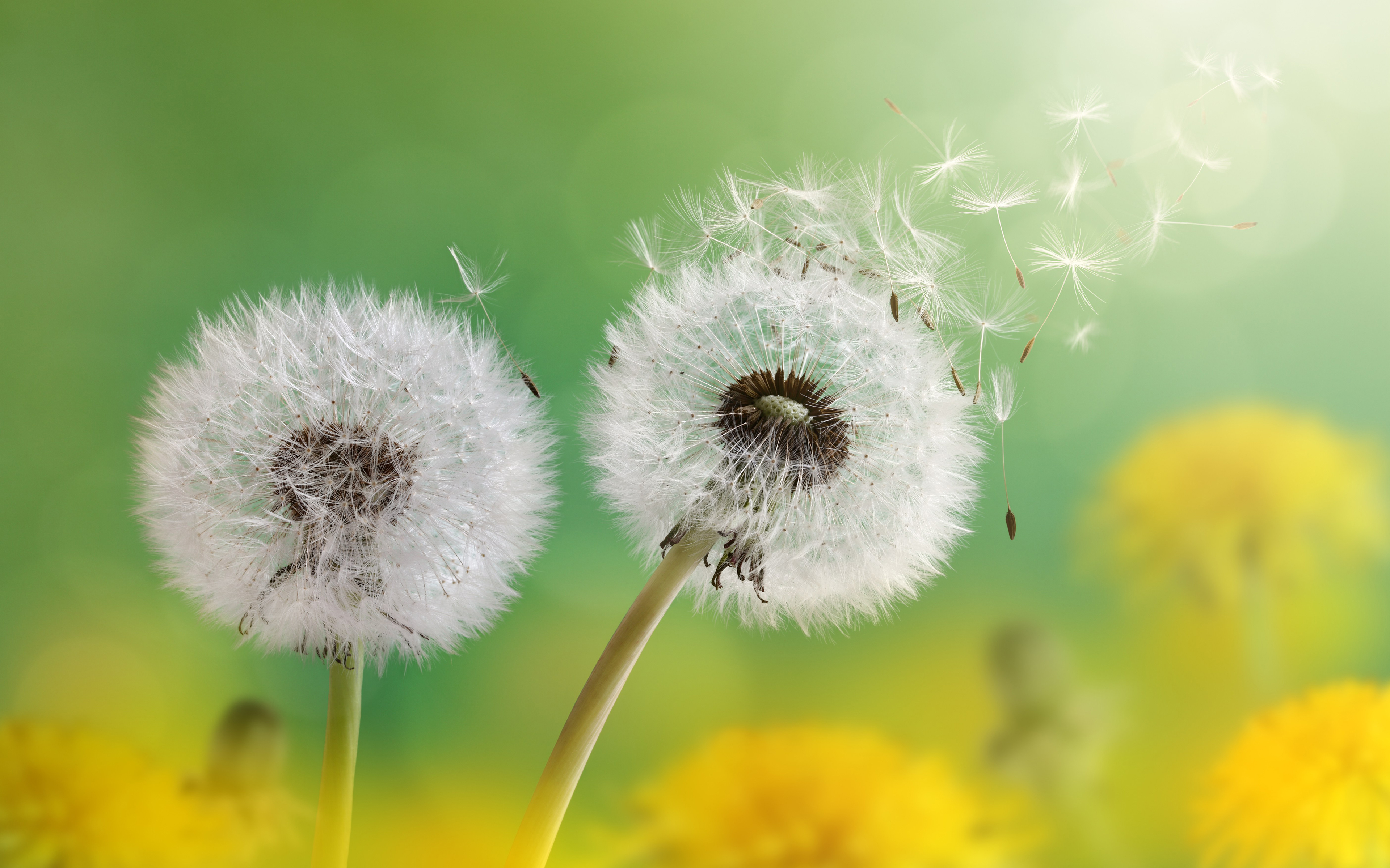 Dandelion Flowers 4K4218319801